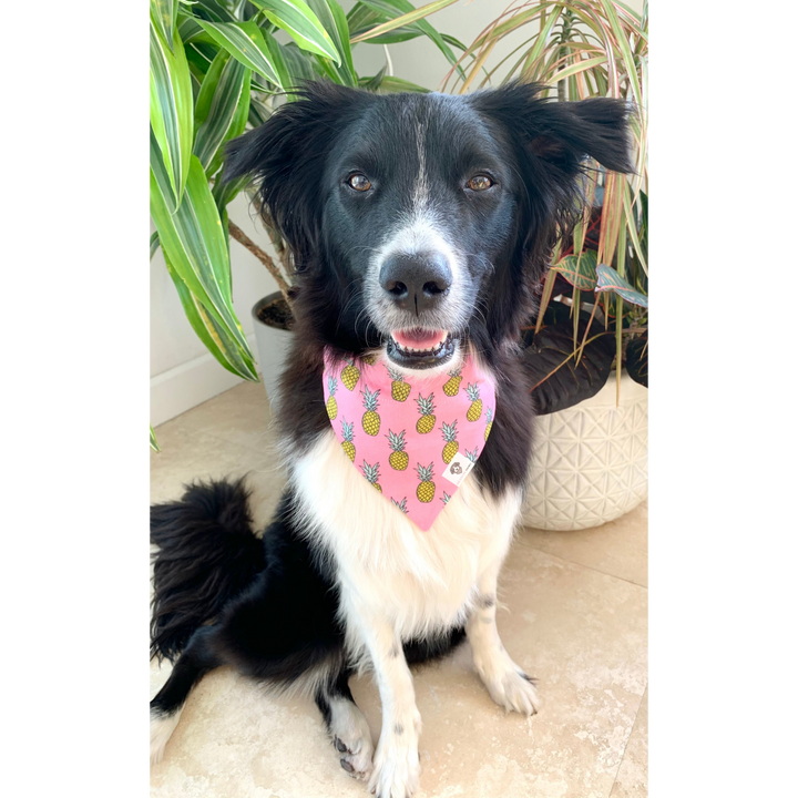 Dog wearing Pink pineapple dog bandana