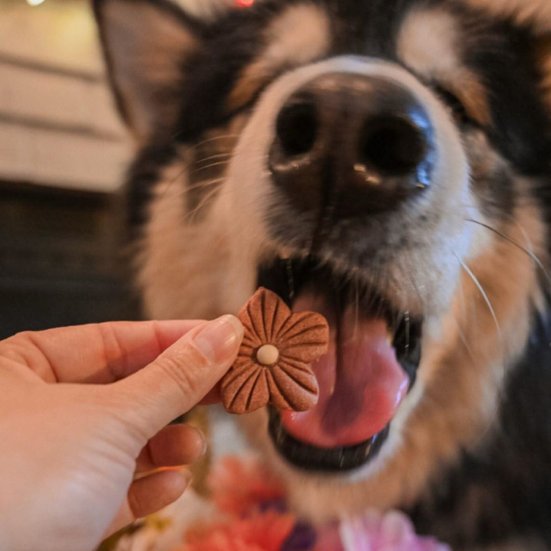 Autumn Blooms Dog Treat bag