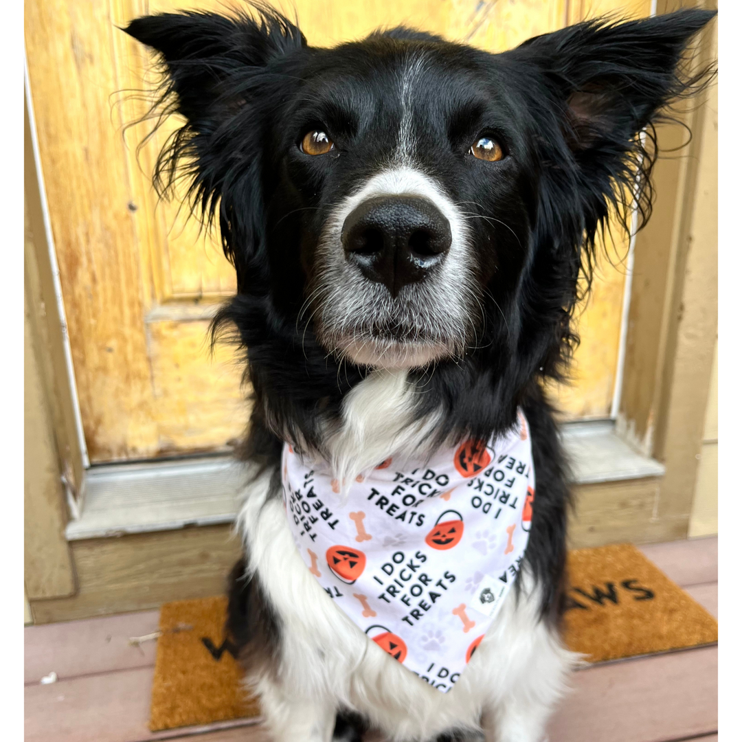 I Do Tricks For Treats Halloween Slip-On Dog Bandana