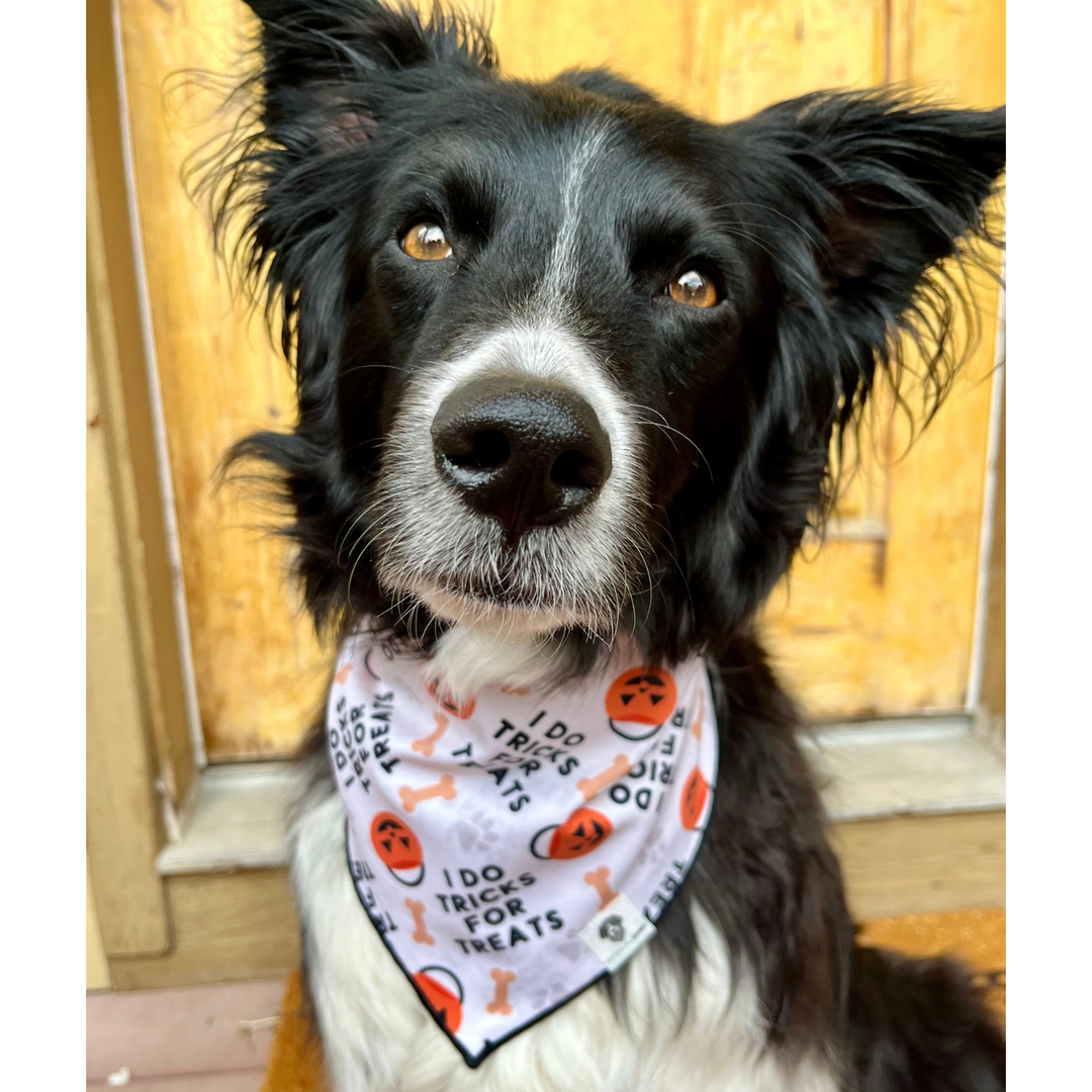 I Do Tricks For Treats Halloween Tie-On Dog Bandana