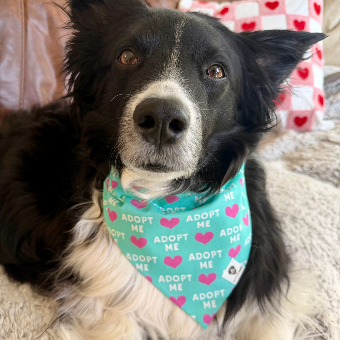Adopt Me Slip-On Dog Bandana