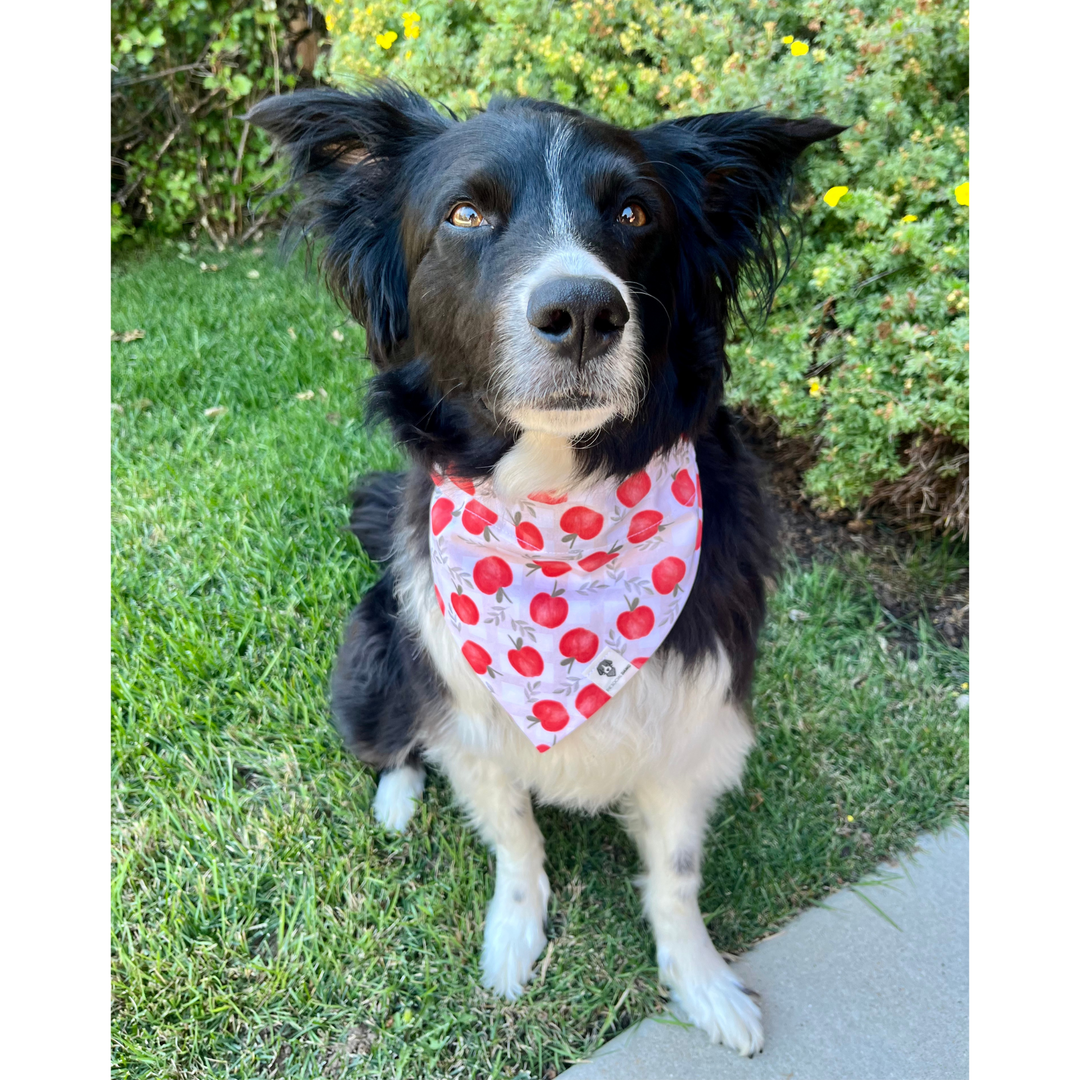 Apple Picking Basket Slip-On Dog Bandana