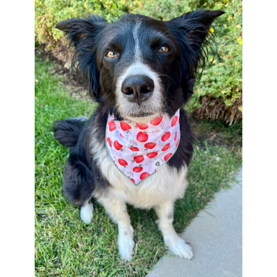 Apple Picking Basket Tie-On Dog Bandana