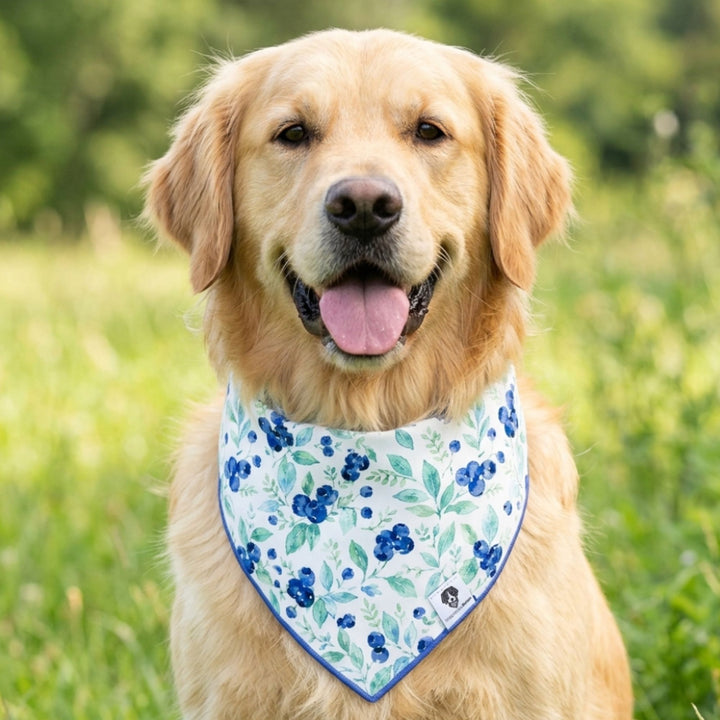 Bluberry Tie-On Dog Bandana
