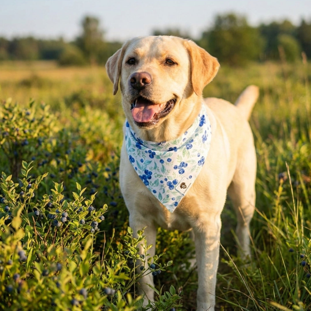 Blueberry Slip-On Dog Bandana