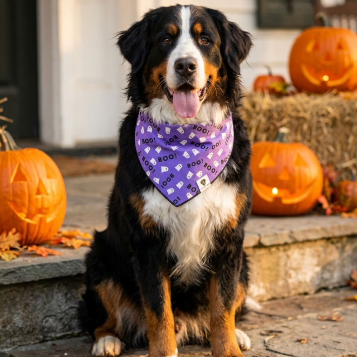 Boo Purple Halloween Tie-On Dog Bandana