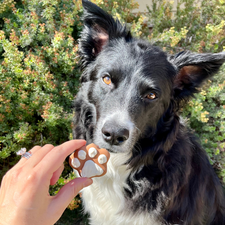 Fall Biscuit Dog Treat Box - 6 count