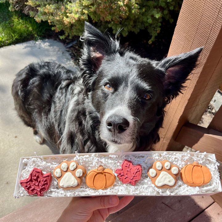 Fall Biscuit Dog Treat Box - 6 count