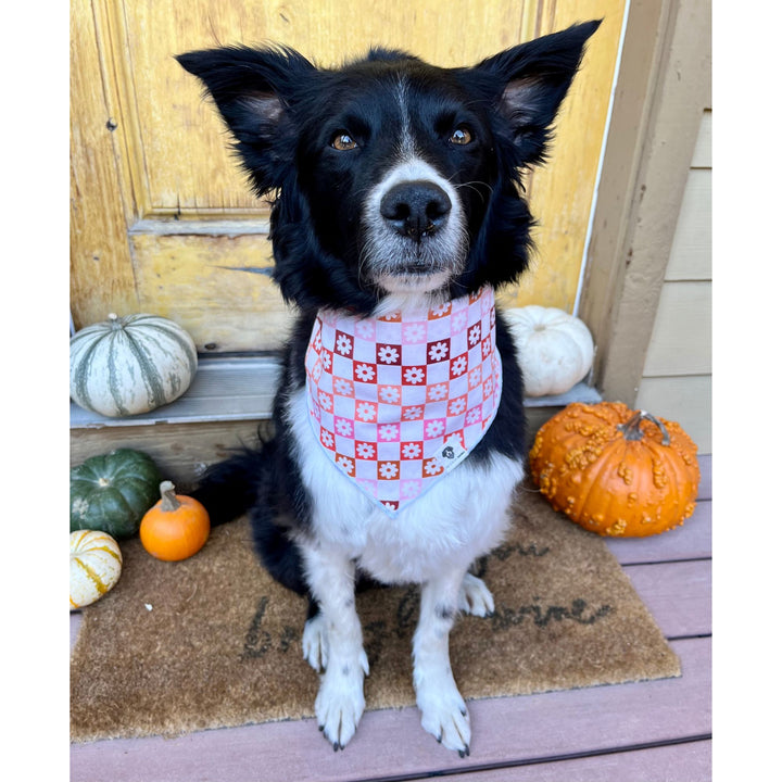 Fall Checkerboard Floral Tie-On Dog Bandana