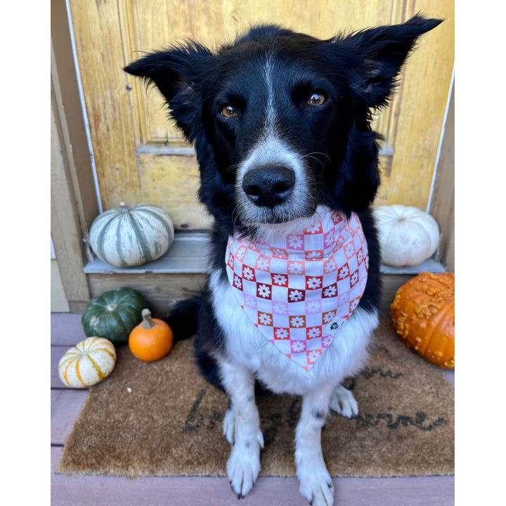 Fall Checkerboard Floral Slip-On Dog Bandana