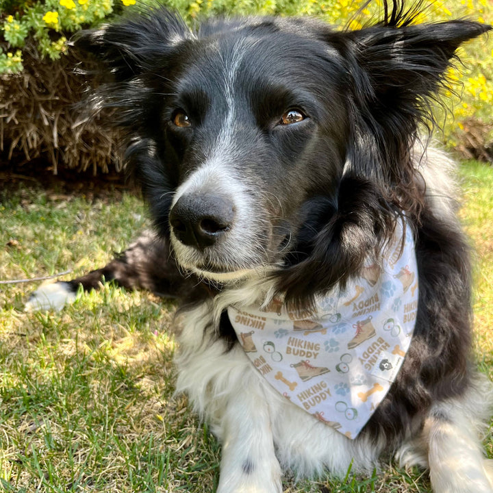 Hiking Buddy Slip-On Dog Bandana