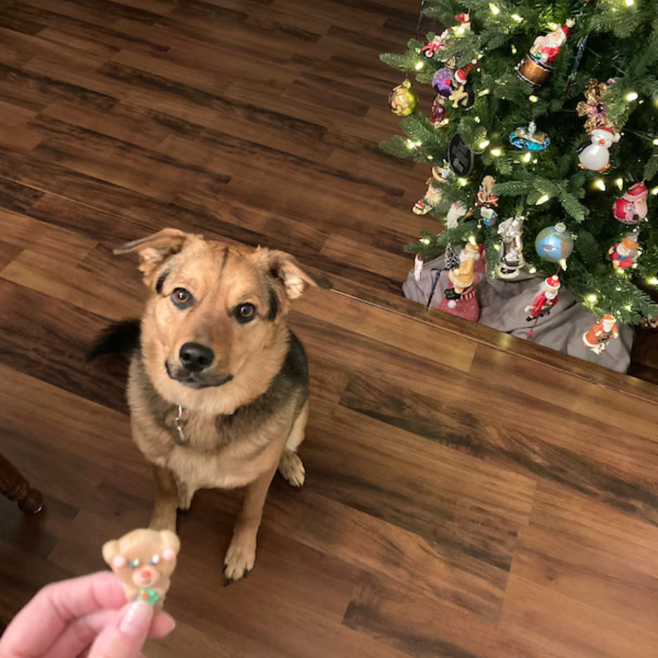 Holiday Dog Advent Calendar - 25 Days of Treats