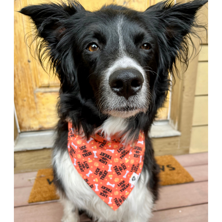 Lick or Treat Halloween Slip-On Dog Bandana