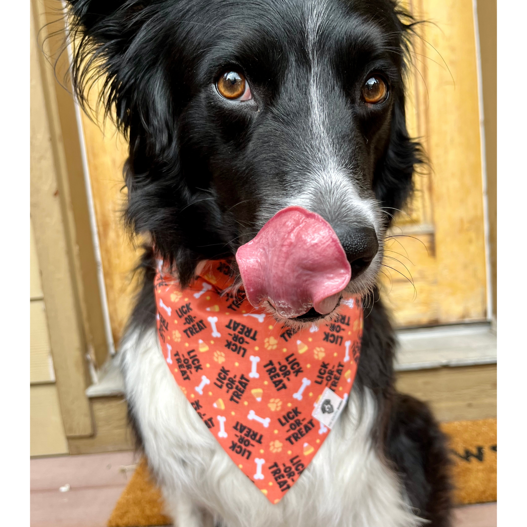 Lick or Treat Halloween Slip-On Dog Bandana