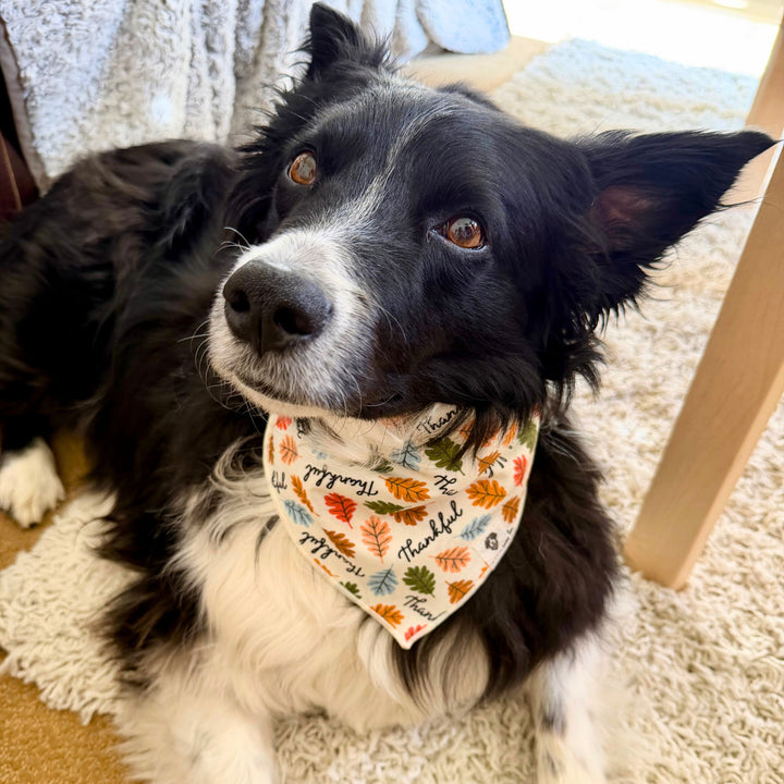 Thankful Tie-On Dog Bandana