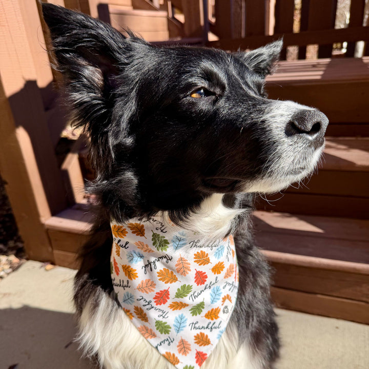 Thankful Slip-On Dog Bandana