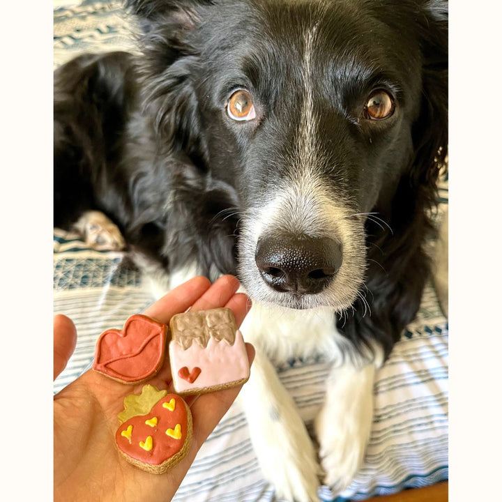 Valentine Biscuit Dog Treat Box - 8 count