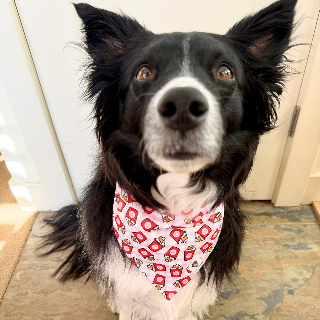Valentine Pup Cup Slip-On Dog Bandana