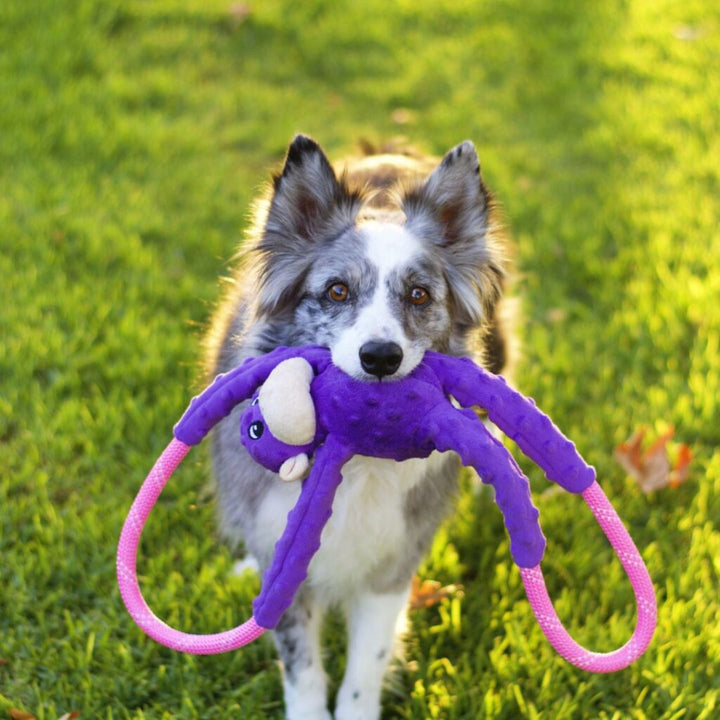 Monkey RopeTugz - Purple Dog Toy