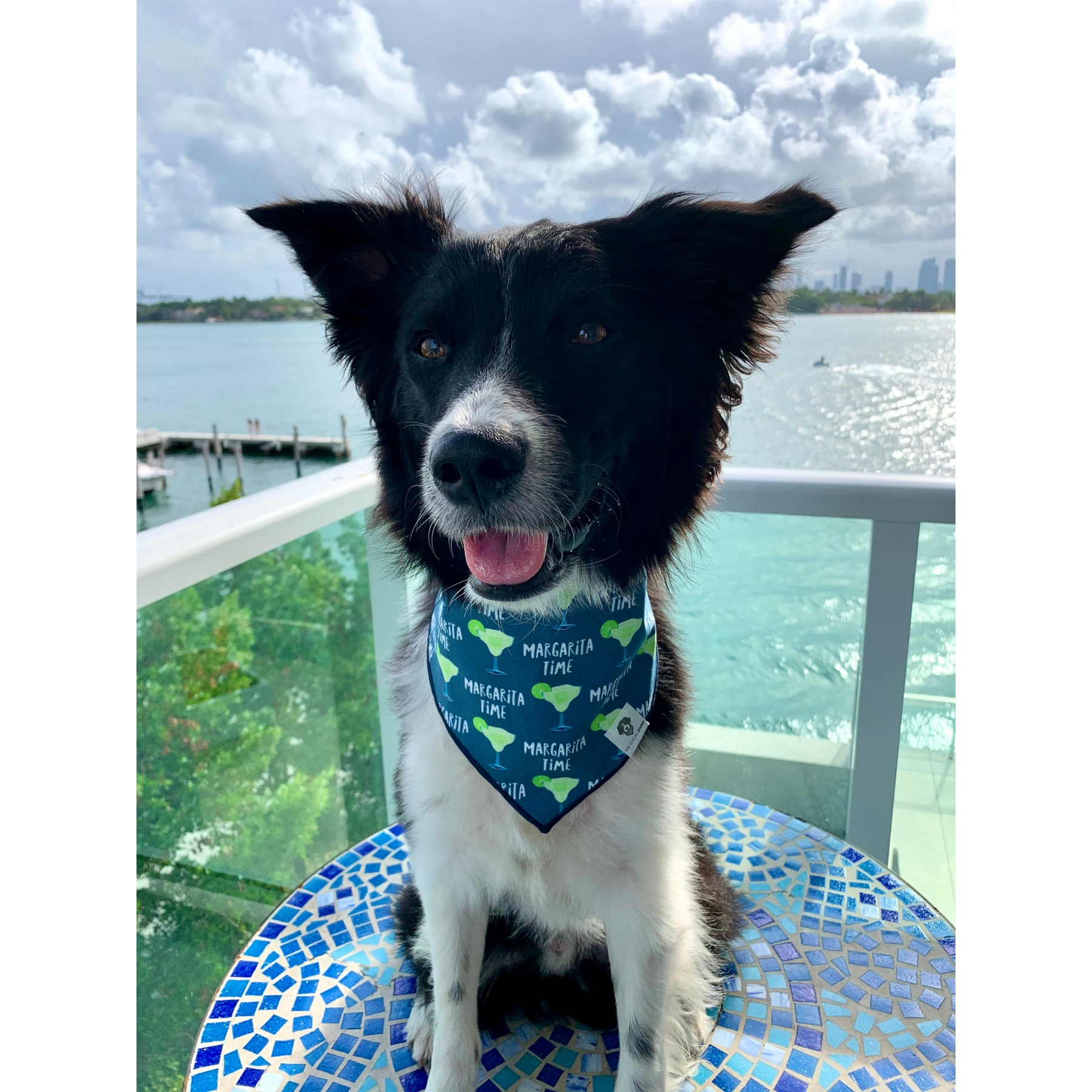 Margarita dog deals collar