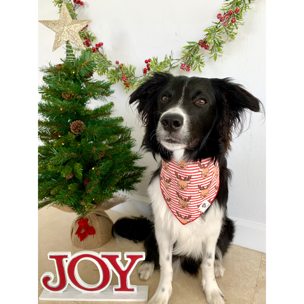 Dog wearing cute reindeer holiday Christmas tie on dog bandana