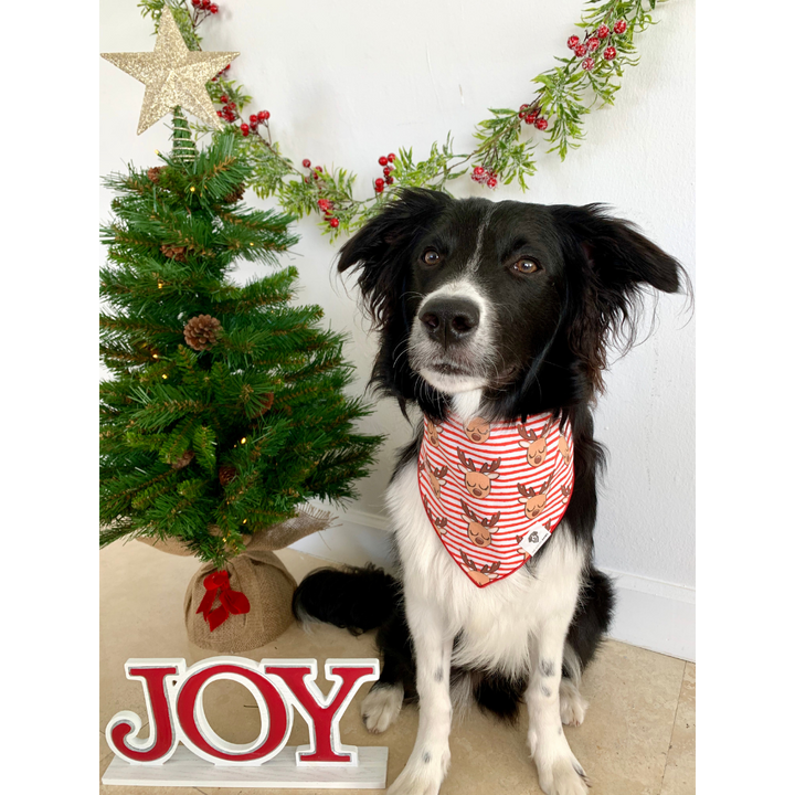 Dog wearing cute reindeer holiday Christmas tie on dog bandana