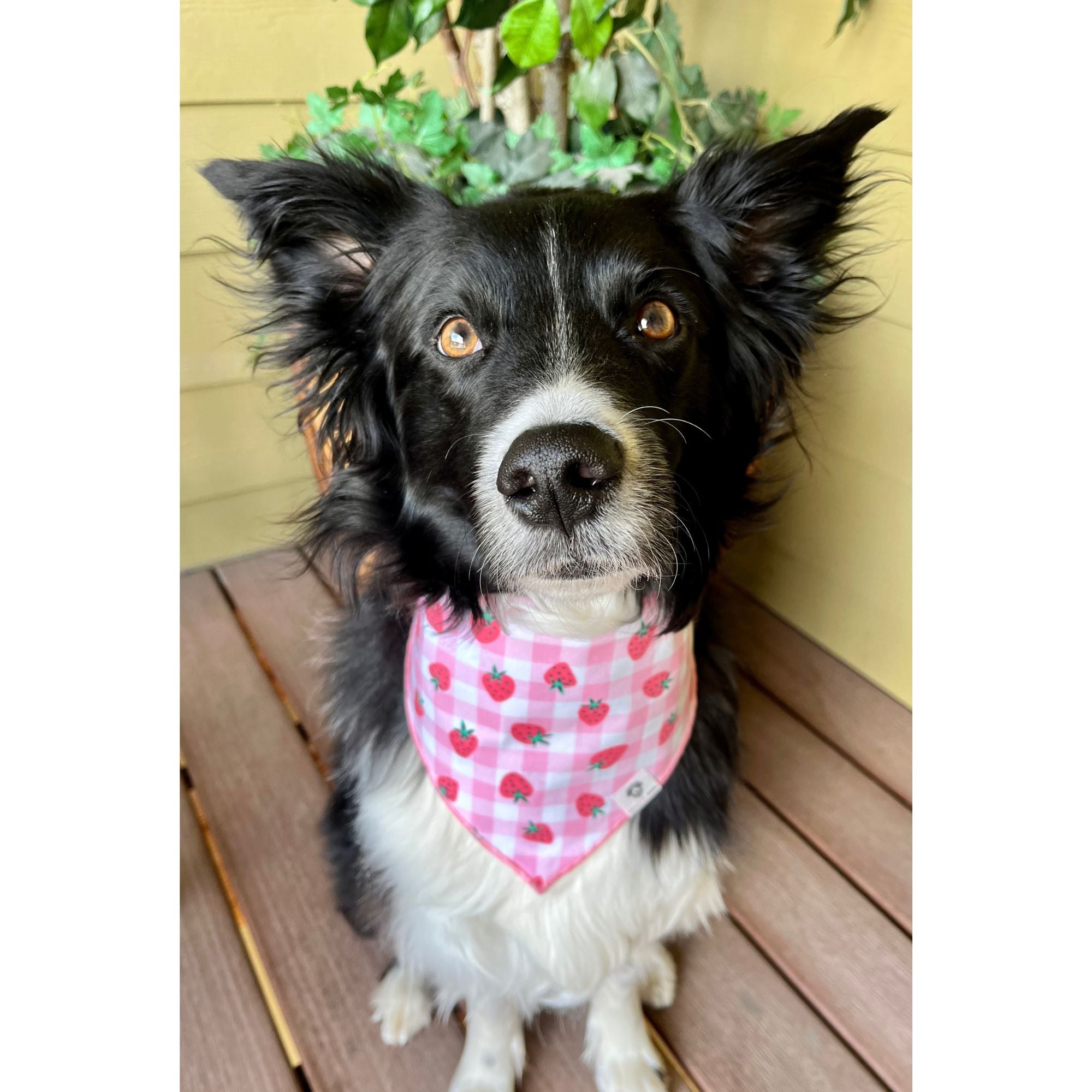 Gingham dog deals bandana