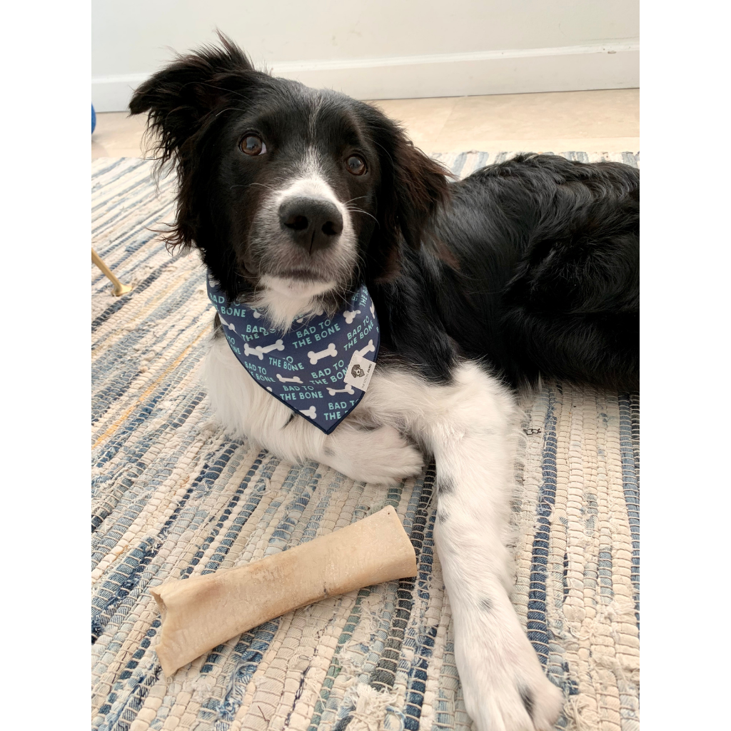 Dog wearing bad to the bone navy dog bandana