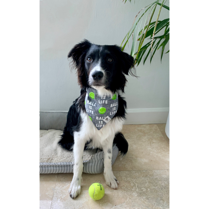 Dog wearing ball is life gray tennis slip on dog bandana