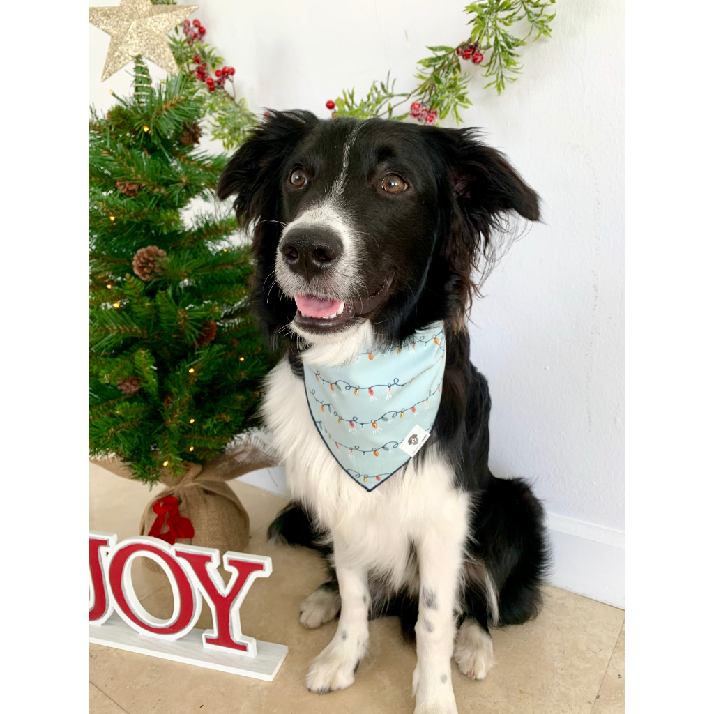 Dog wearing light blue Christmas tree lights bandana