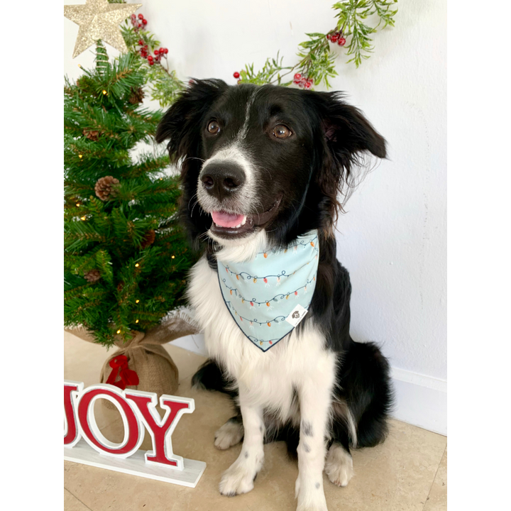 Dog wearing light blue Christmas tree lights bandana
