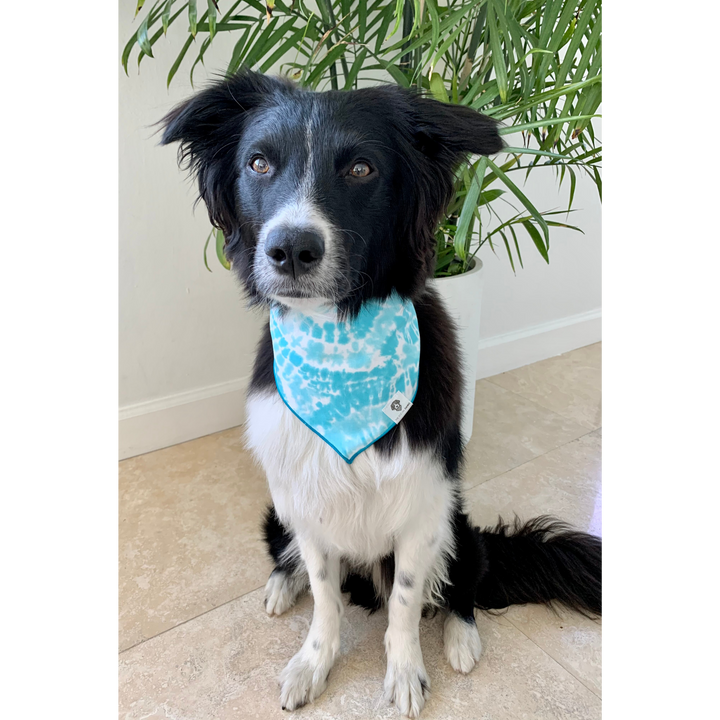 Dog wearing light blue tie-dye swirl dog bandana