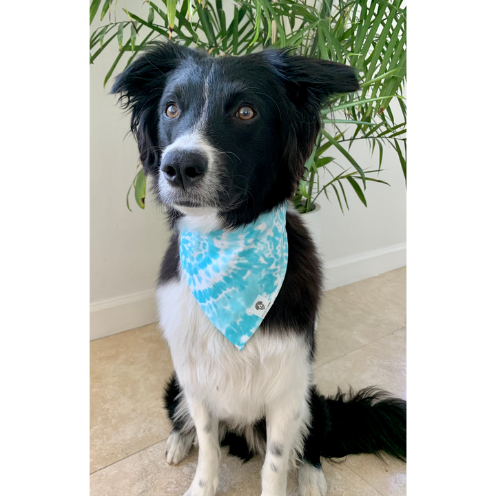 Dog wearing light blue tie-dye swirl dog bandana