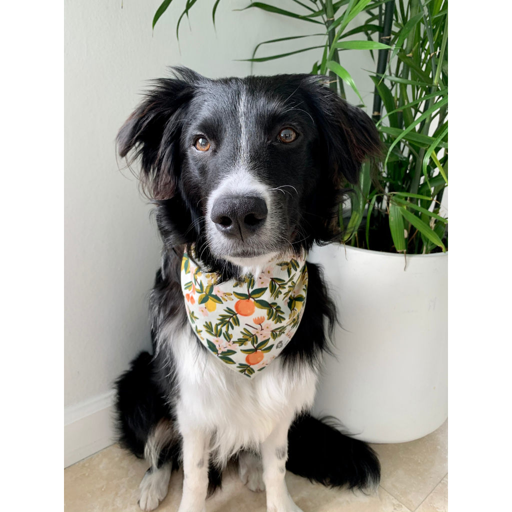 Dog wearing citrus floral cream dog bandana