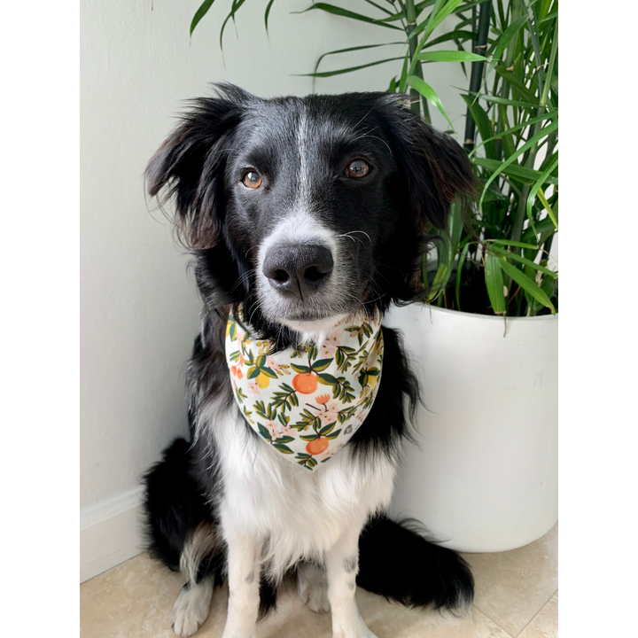 Dog wearing citrus floral cream dog bandana