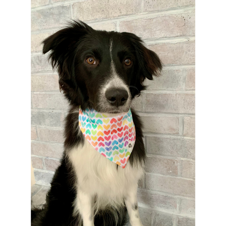Dog wearing rainbow hearts colorful Valentine's Day slip on dog bandana