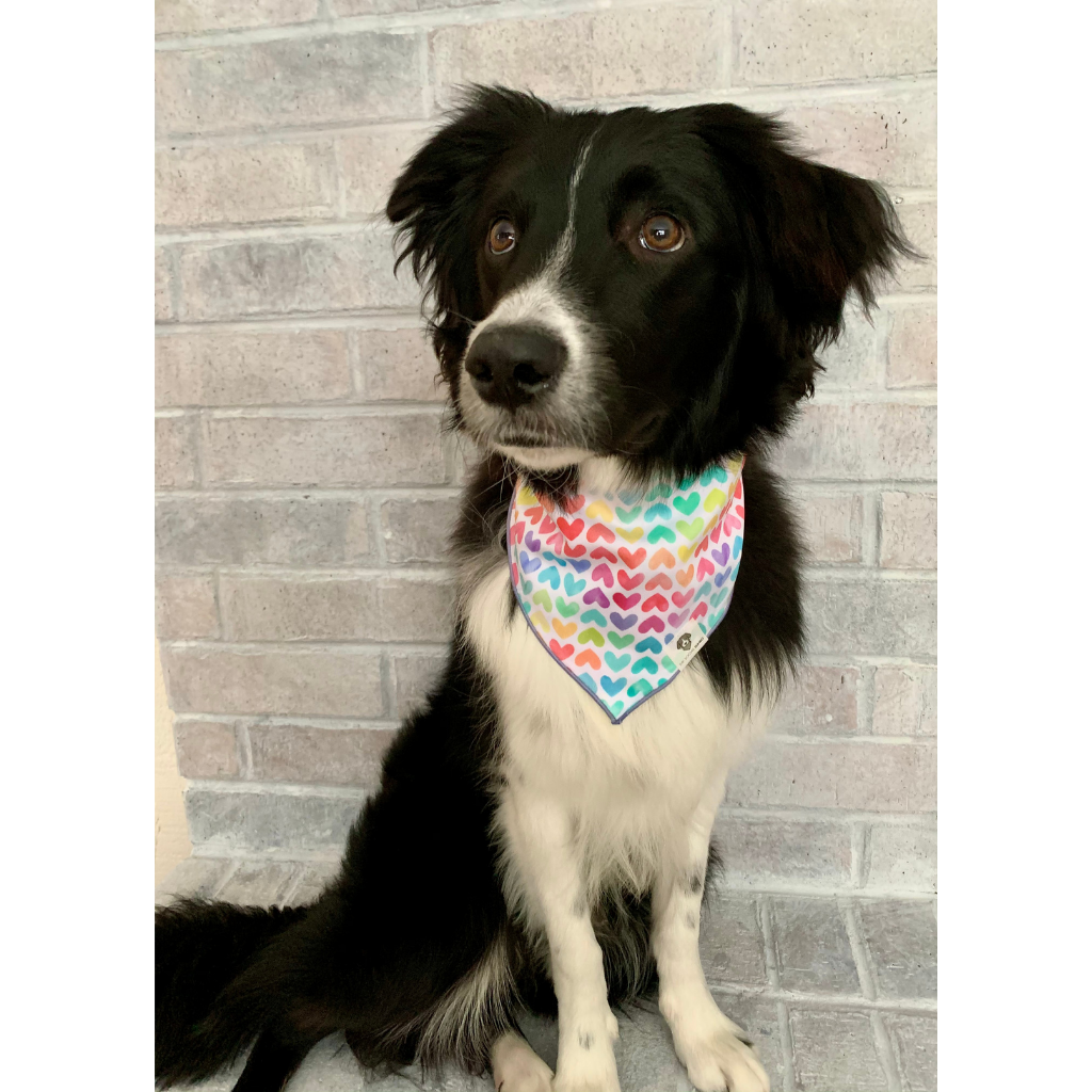 Bandana Hearts Rainbow Dog Social – The Tie-On Dawg