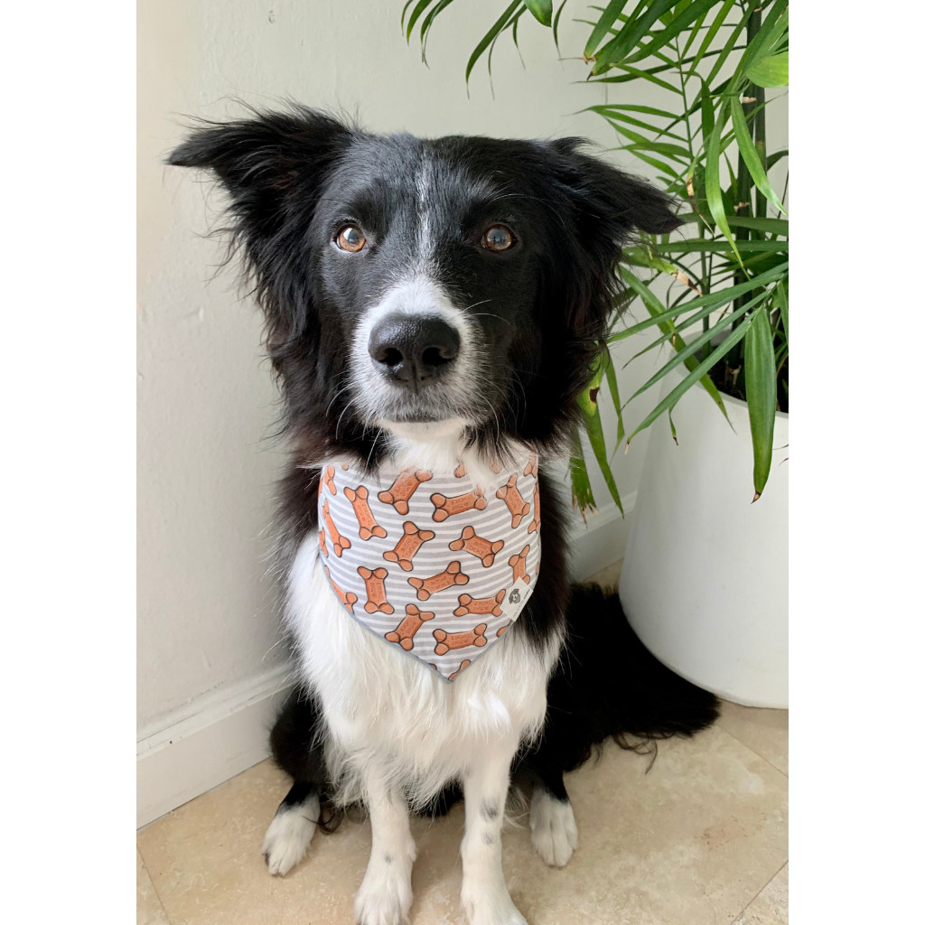 Dog wearing grey dog treats bandana