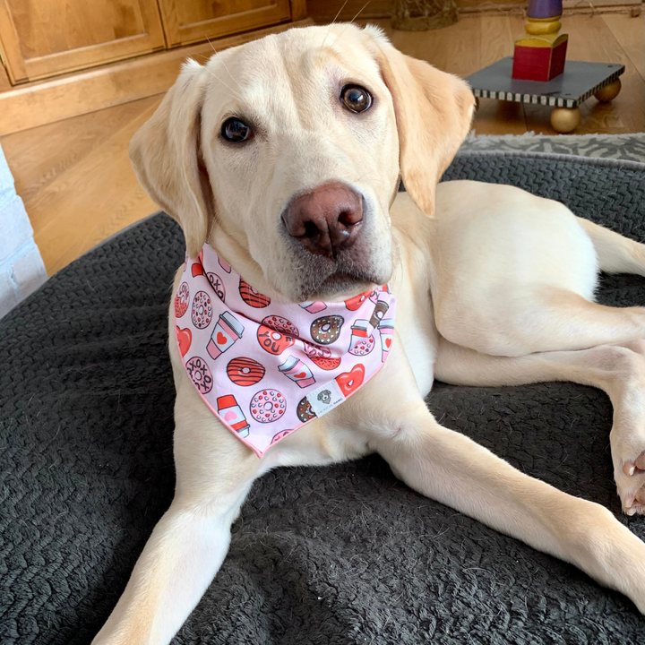 Dog wearing pink and red donuts and coffee Valentine's Day dog bandana