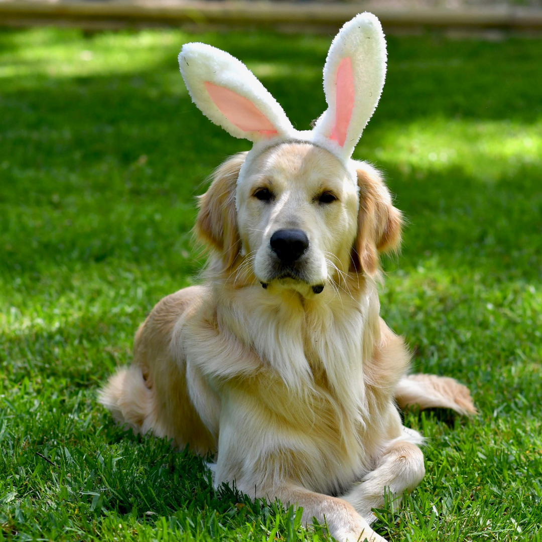 Dog with rabbit ears hotsell