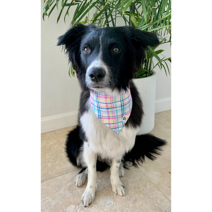 Dog wearing Easter plaid slip on dog bandana