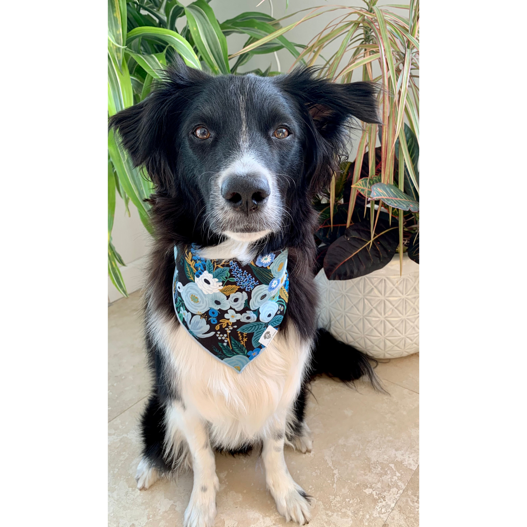 Dog wearing Garden party floral dog bandana