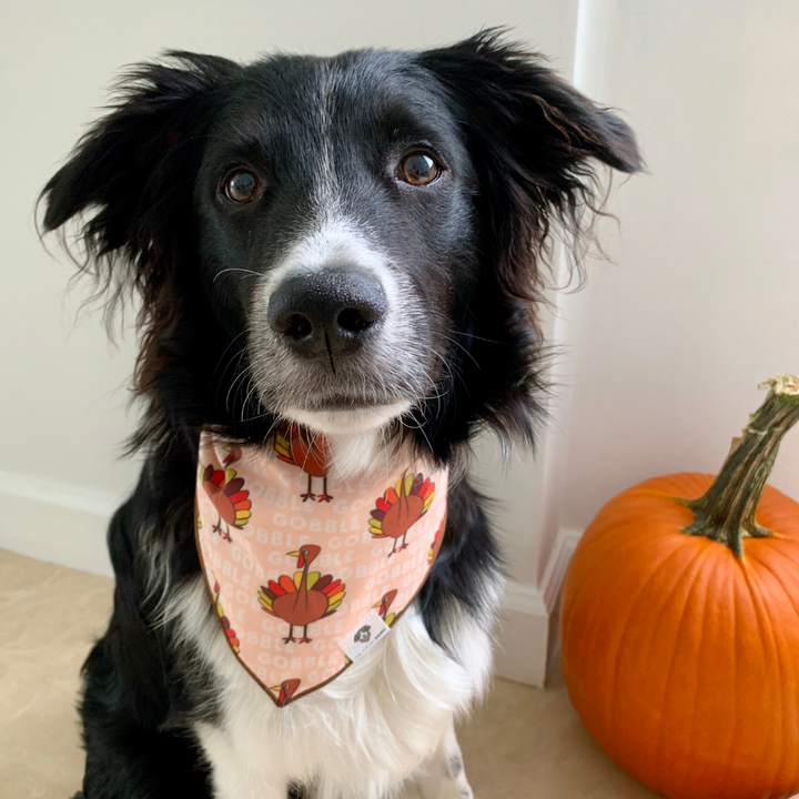 Dog wearing gobble turkey Thanksgiving blush dog bandana