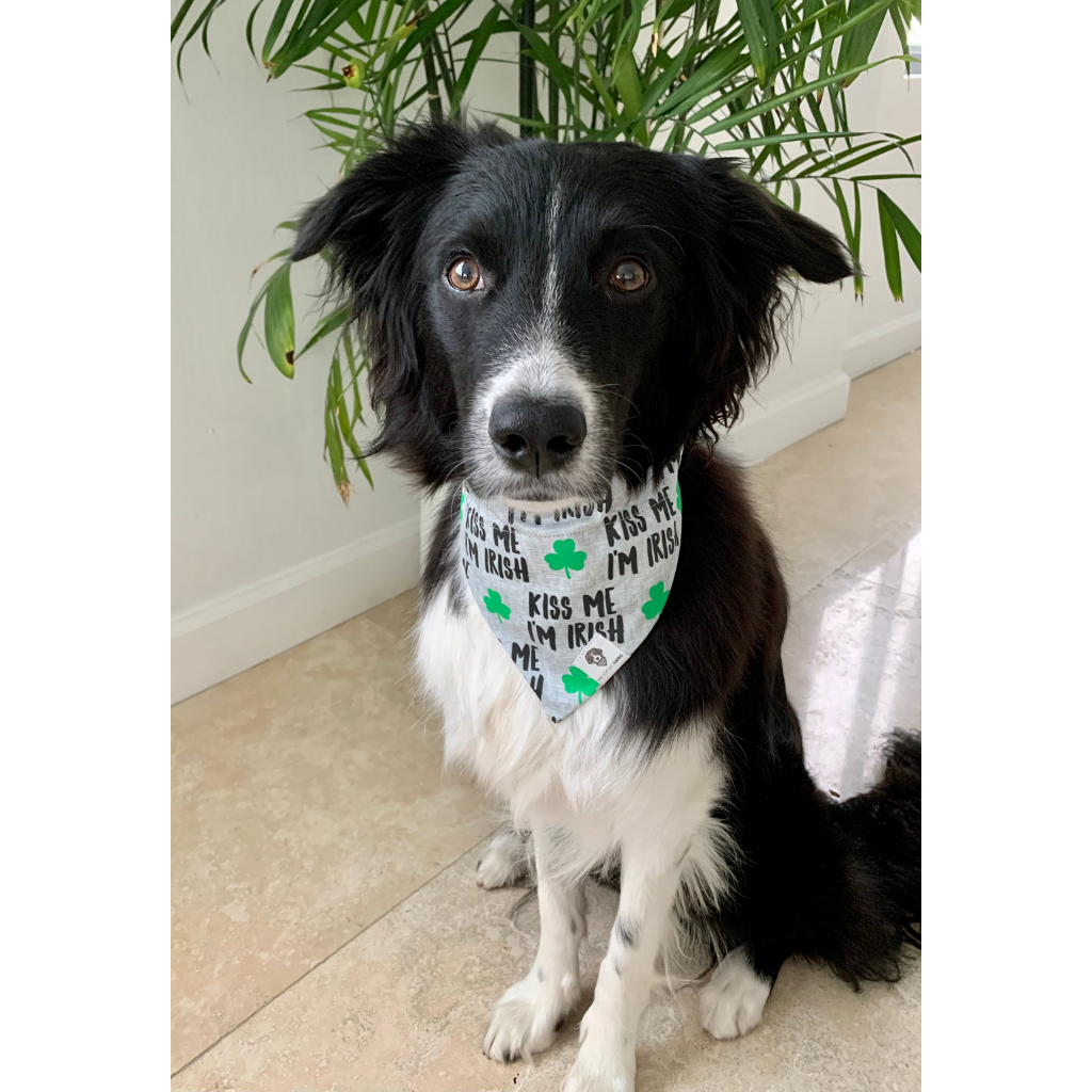 Irish dog discount bandana