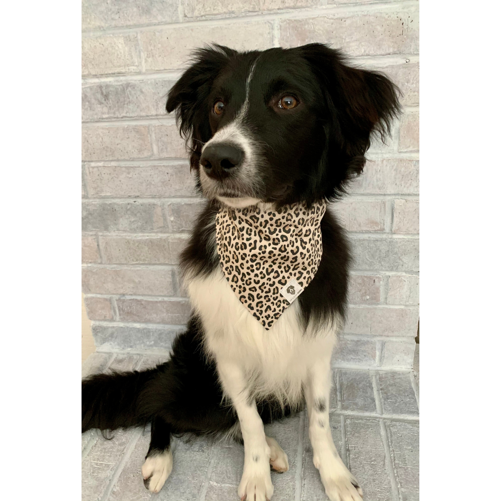 Dog wearing leopard animal print slip on dog bandana