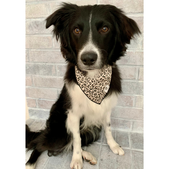 Dog wearing leopard animal print tie on dog bandana
