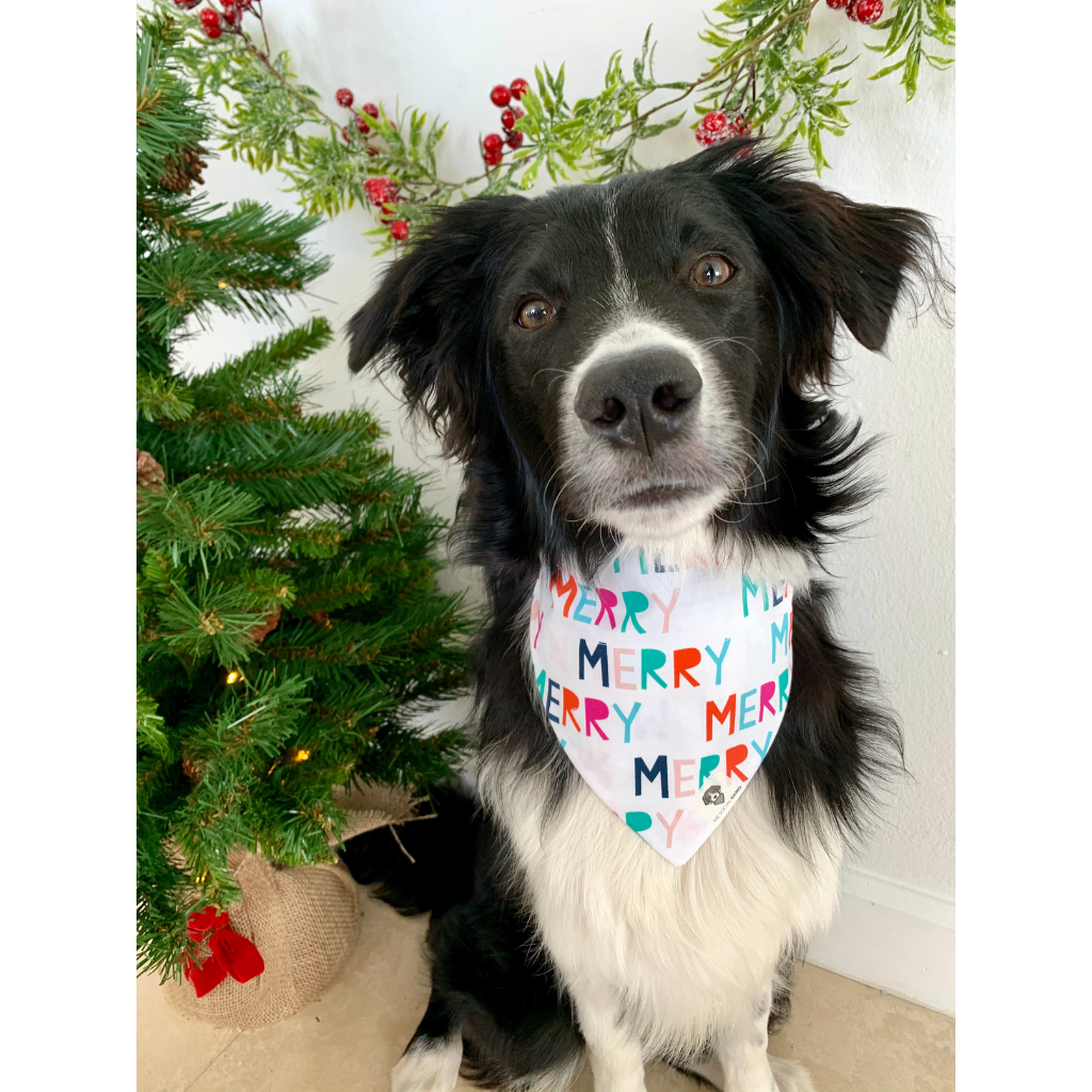 Dog wearing colorful Merry Christmas slip on bandana