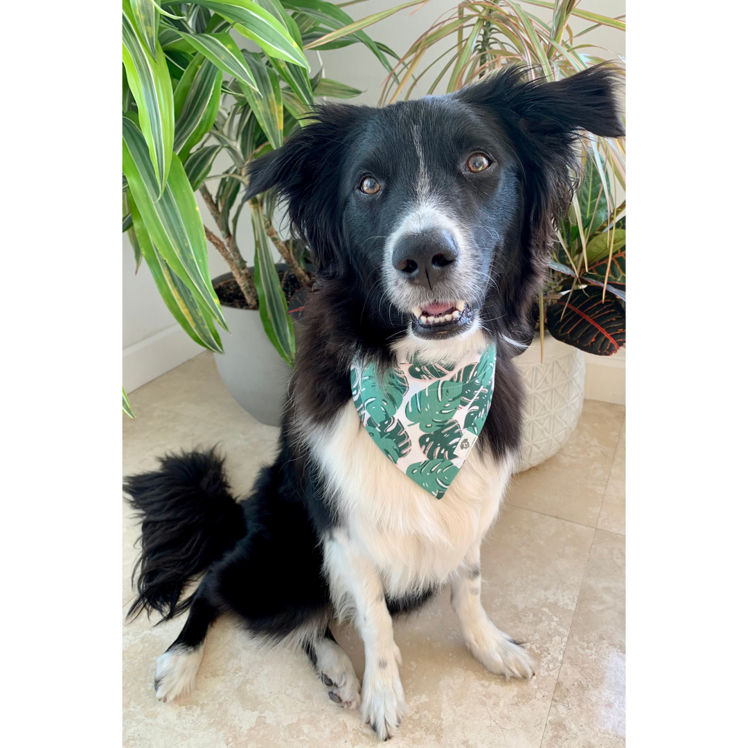 monstera dogs Monstera Leaves Slip-On Dog Bandana – The Social Dawg