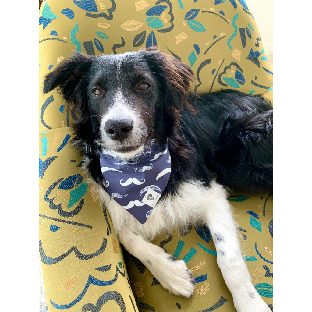 Mustache Madness Slip On Dog Bandana The Social Dawg