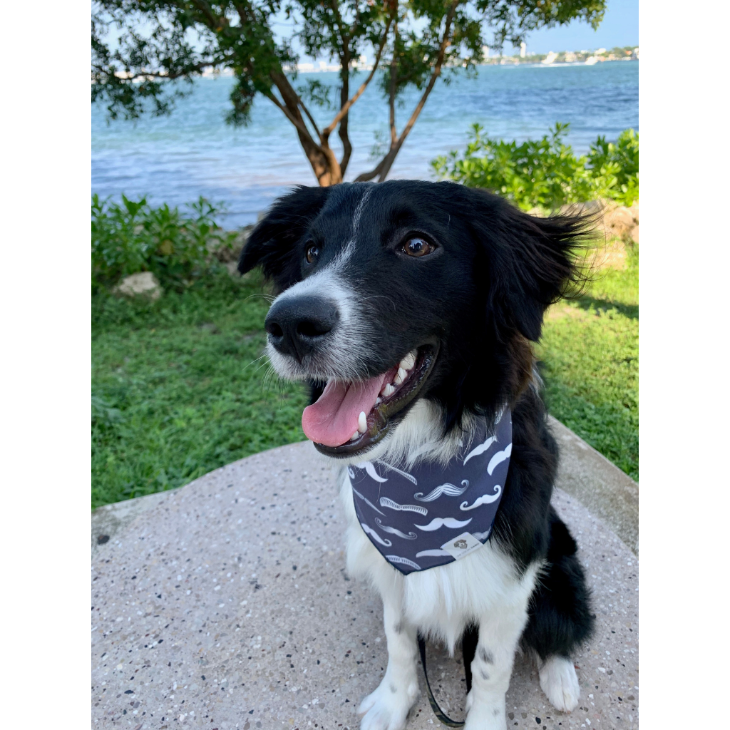 Border sales collie bandana